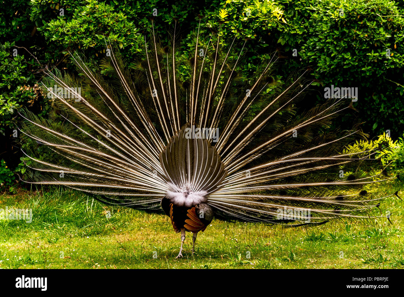 Pfau von hinten mit seinem Gefieder wie er Fans sein Schwanz in einem Park in Paris, Frankreich Stockfoto