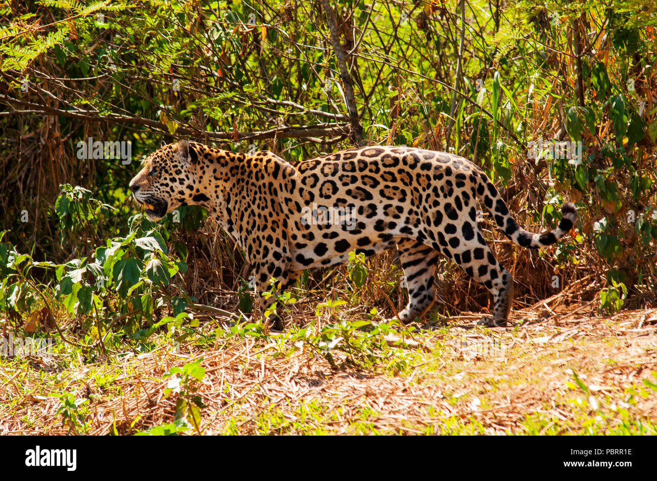 Jaguar das größte Raubtier in Südamerika im Tres Irmãos Fluss, Pantanal von Mato Grosso, Brasilien Stockfoto