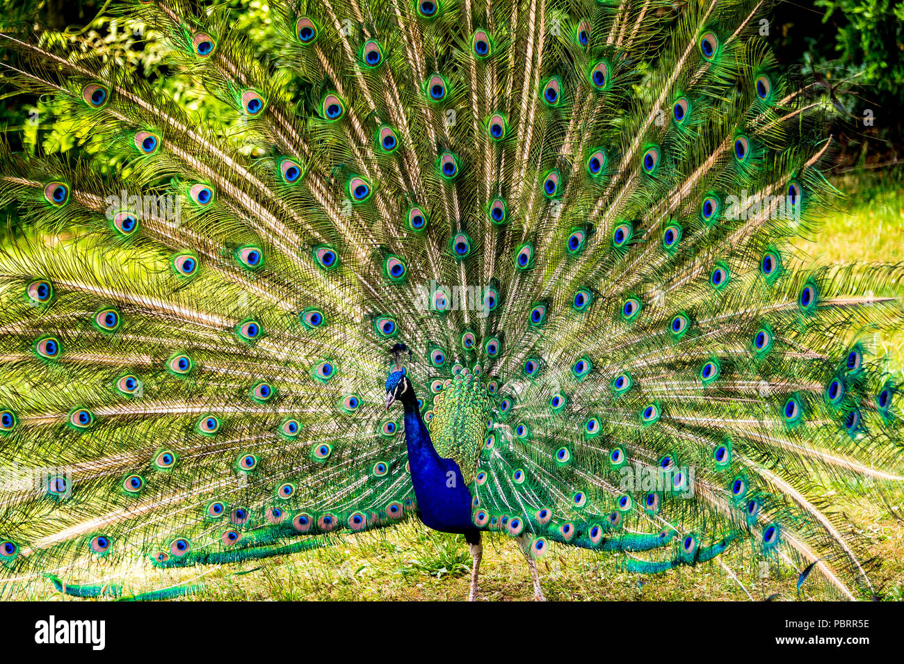 Peacock in einem Park in Paris, Frankreich Stockfoto