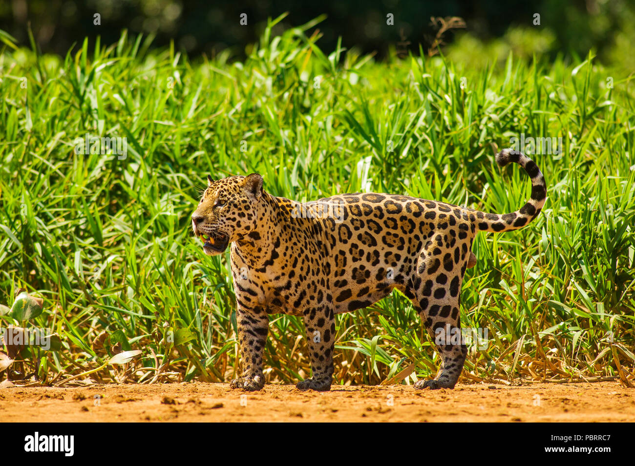 Jaguar das größte Raubtier in Südamerika im Tres Irmãos Fluss, Pantanal von Mato Grosso, Brasilien Stockfoto