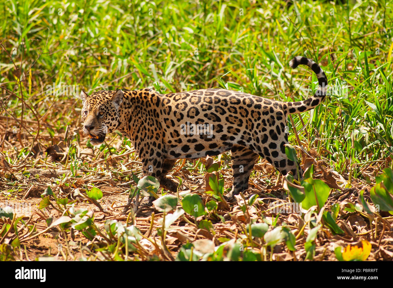 Jaguar das größte Raubtier in Südamerika im Tres Irmãos Fluss, Pantanal von Mato Grosso, Brasilien Stockfoto