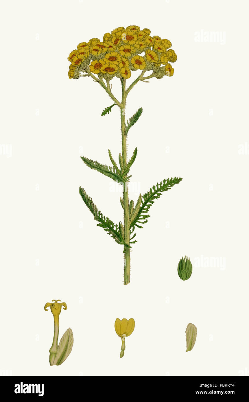 Achillea tomentosa - Englisch Botanik, oder, farbige Abbildungen der britischen Pflanzen - Vol. 5 (Ed. 3)-t. 726. Stockfoto