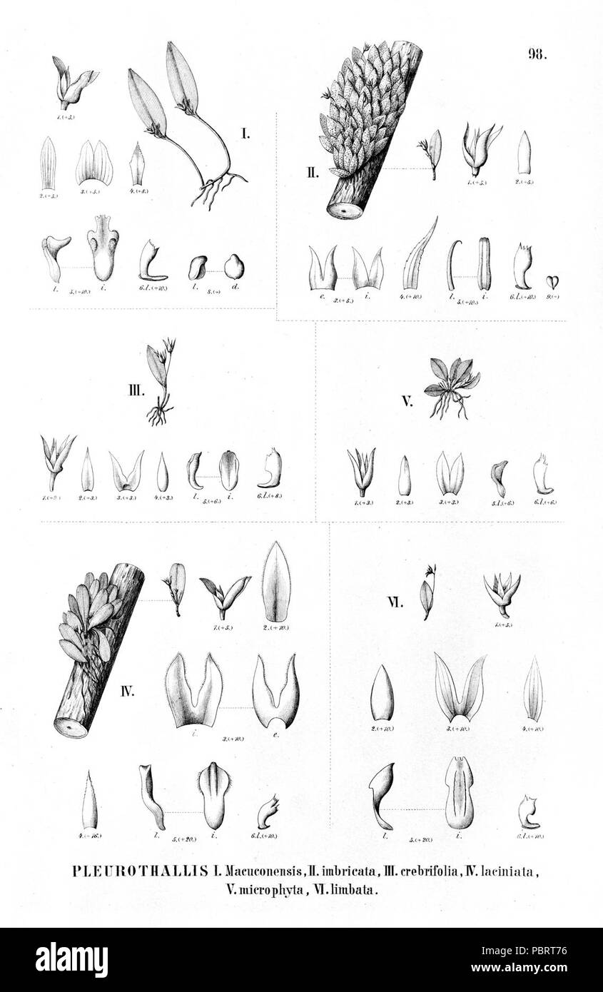 Acianthera (Schmetterlinge) macuconensis - Anathallis (Pl.) imbricata-Pl.crebrifolia-Pl.Baumannii - Anathallis (Pl.) microphyta-Pl.Limbata-Fl. Br. 3-4-98. Stockfoto