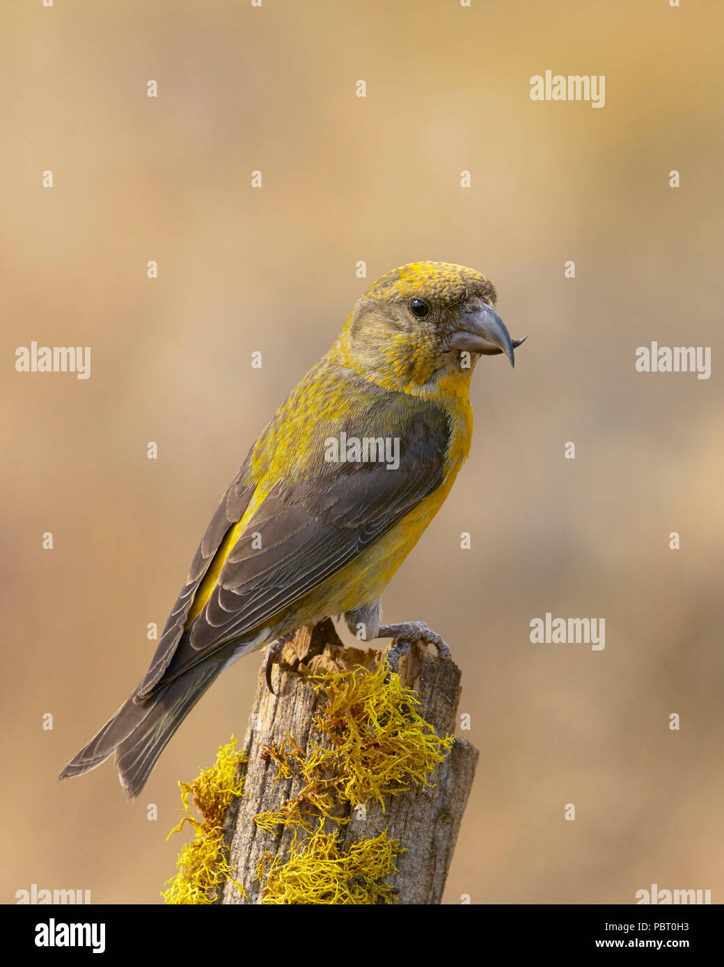 Red Gegenwechsel (Loxia curvirostra), Lake County Oregon Stockfoto