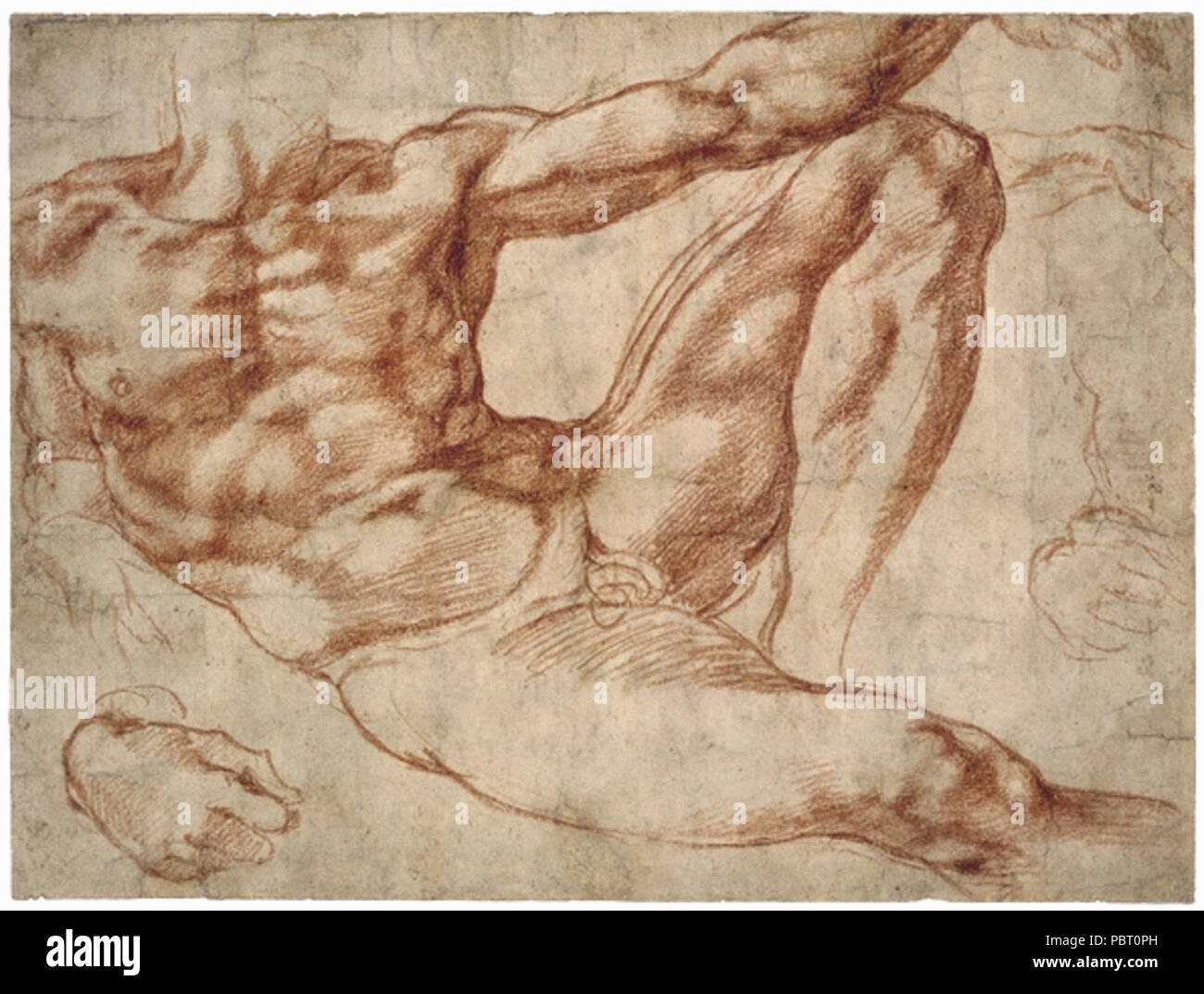 Adam Studie - Michelangelo. Stockfoto
