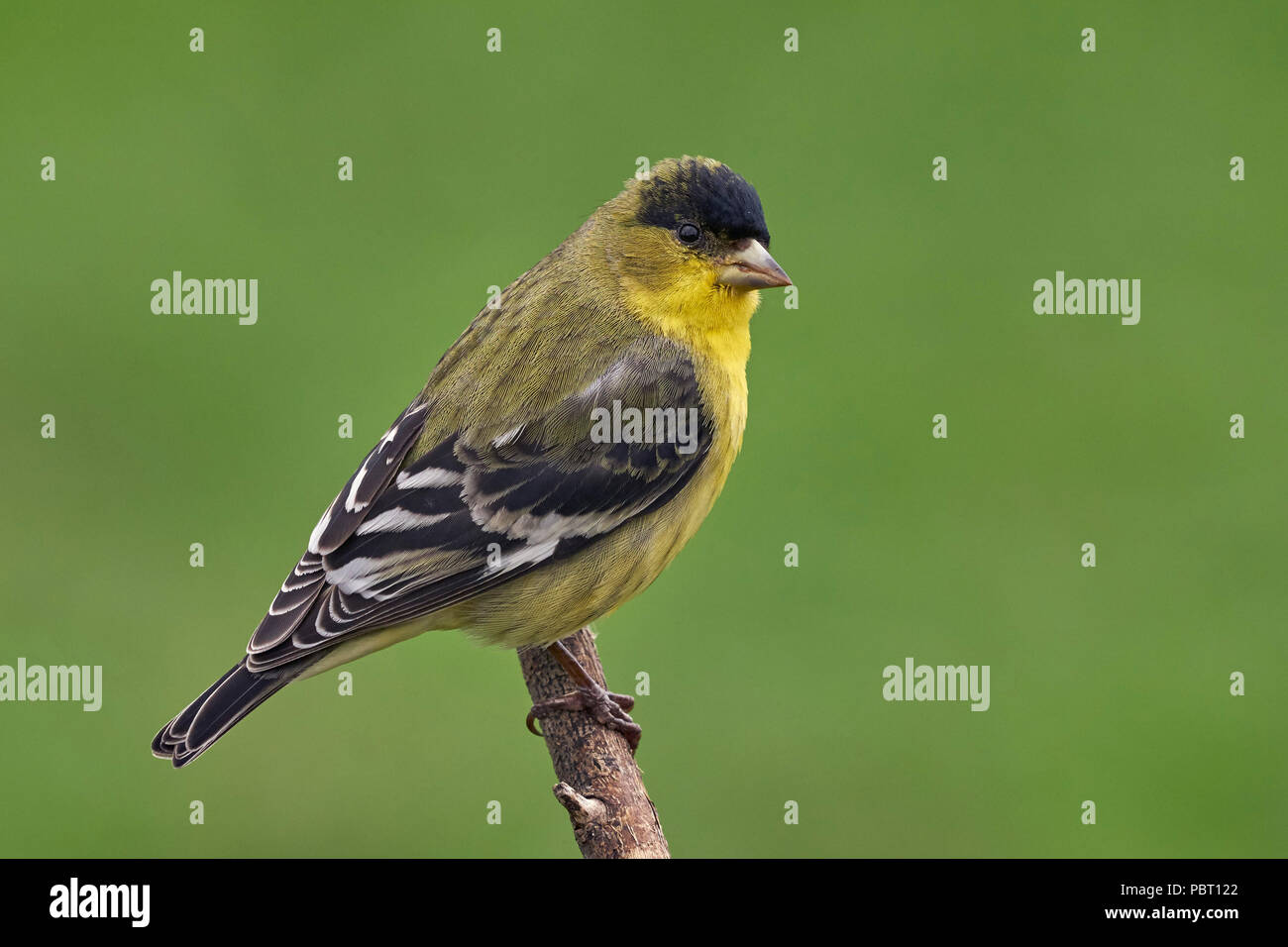 Kleiner Goldfinch (Spinus psaltria) Sacramento County Kalifornien USA Stockfoto