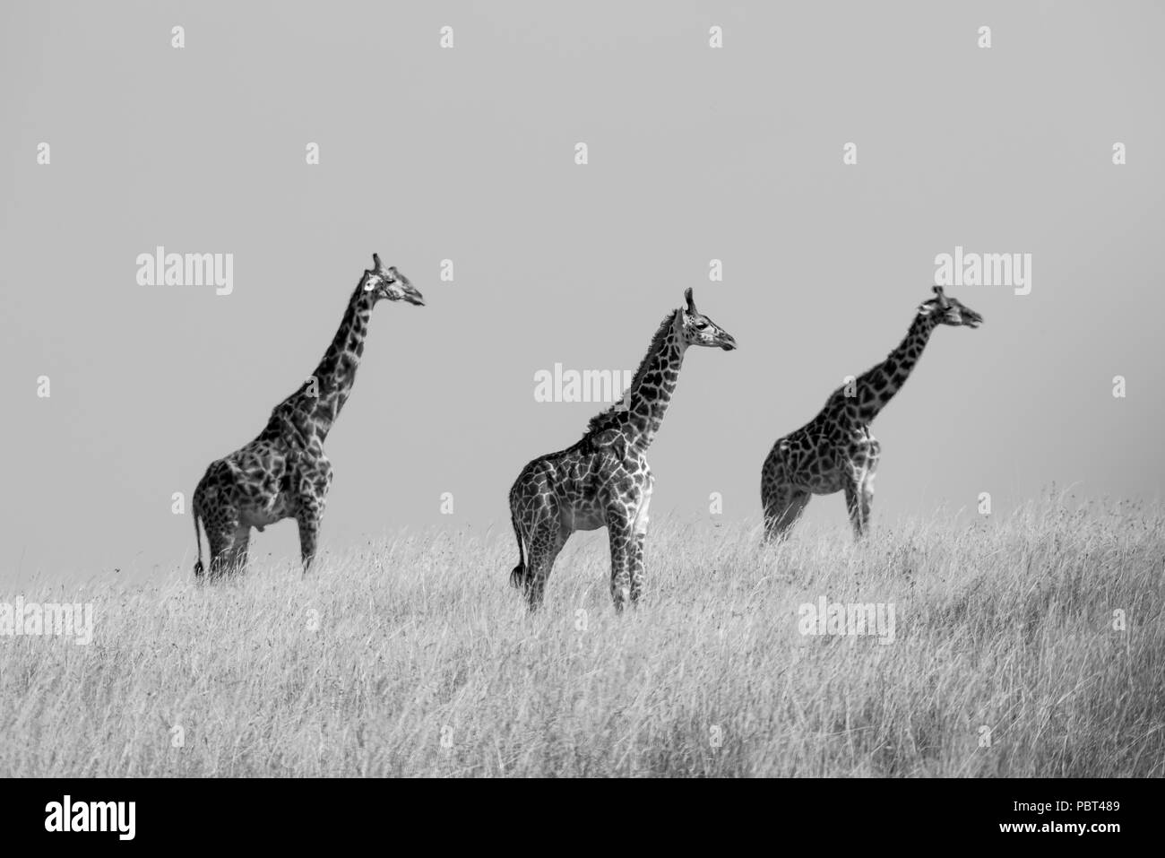 Giraffen im Grünland Stockfoto