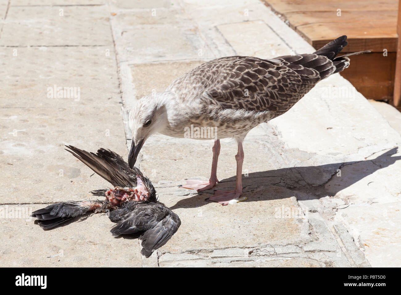 Juvenile europäischen Silbermöwe, Larus argentatus, Fütterung auf eine Taube in der Nähe von einem Kanal in Venedig, Italien. Cannabalism, Raub, Beute, Jäger, Vogel, summ Stockfoto
