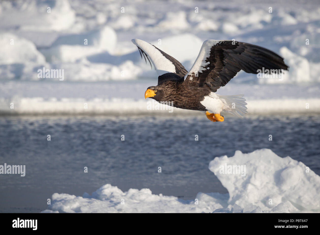 Asien, Japan, Hokkaido, Rausu, Shiretoko Halbinsel. Der Steller Seeadler im Flug über gefrorene Lebensraum, wilde Haliaeetus pelagicus. Stockfoto