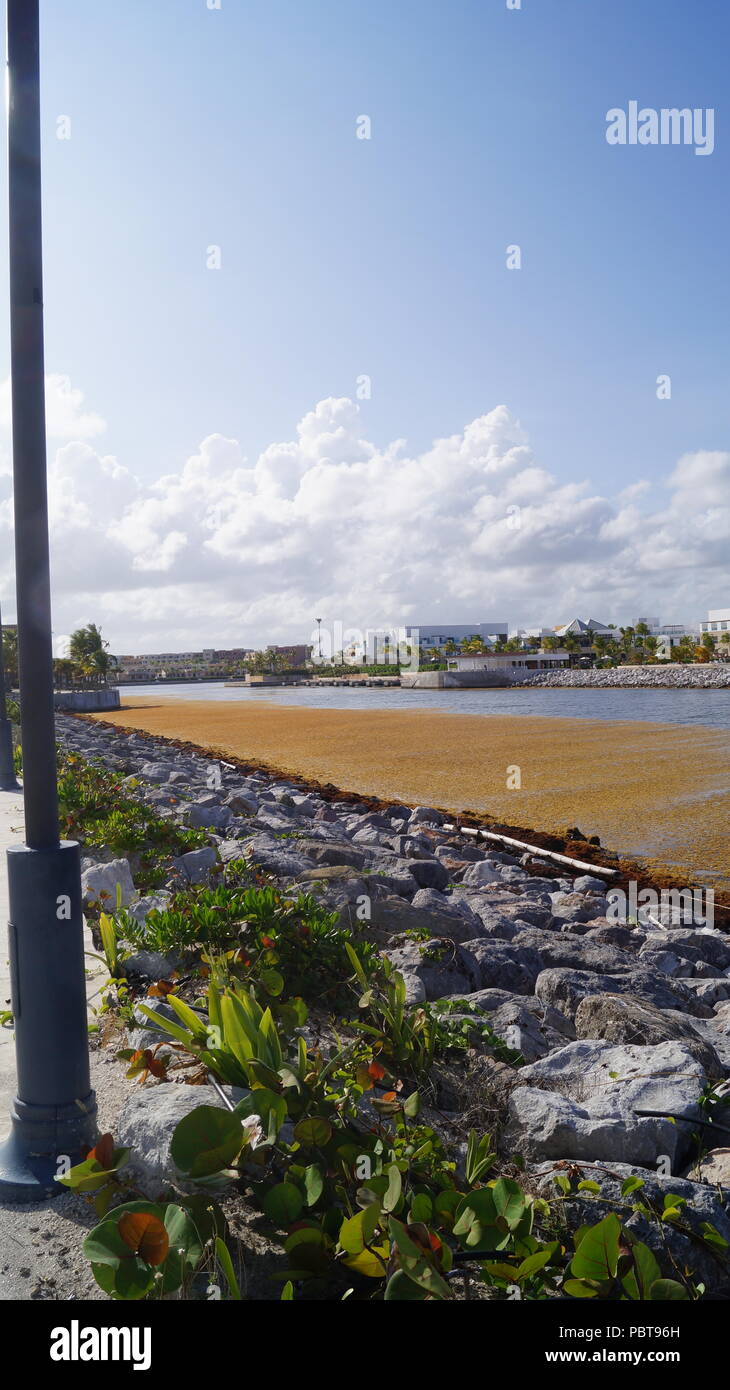 Seegras auf dem Kanal Stockfoto