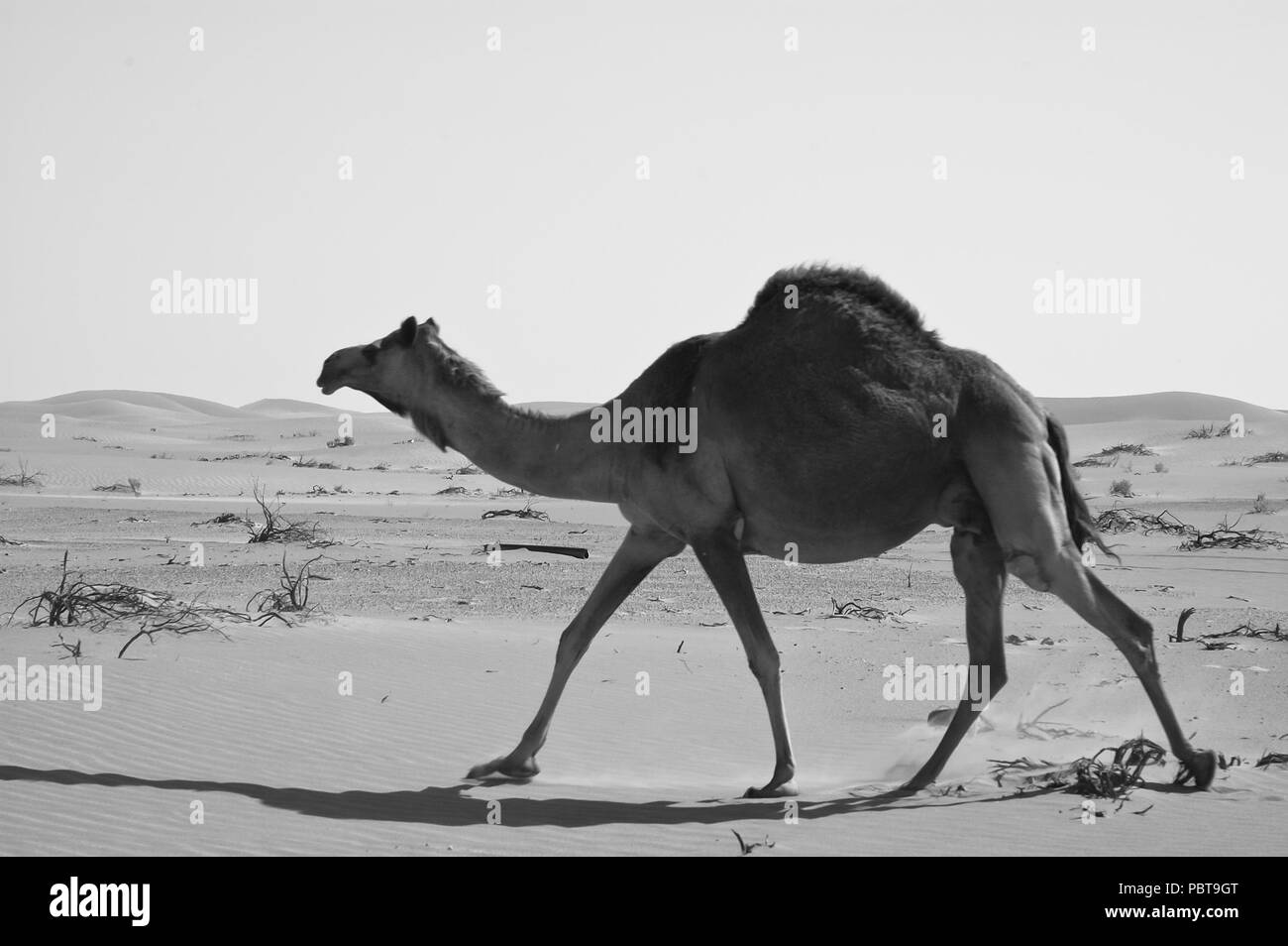 Kamel in das Leere Viertel Wüste der Arabischen Halbinsel Stockfoto