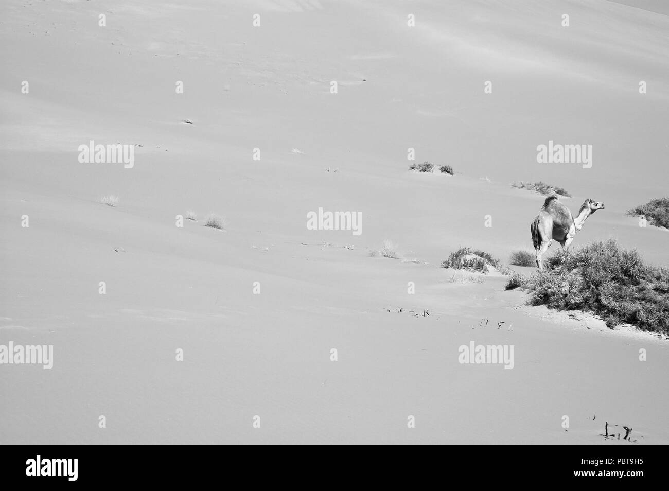 Kamel in das Leere Viertel Wüste der Arabischen Halbinsel. Stockfoto