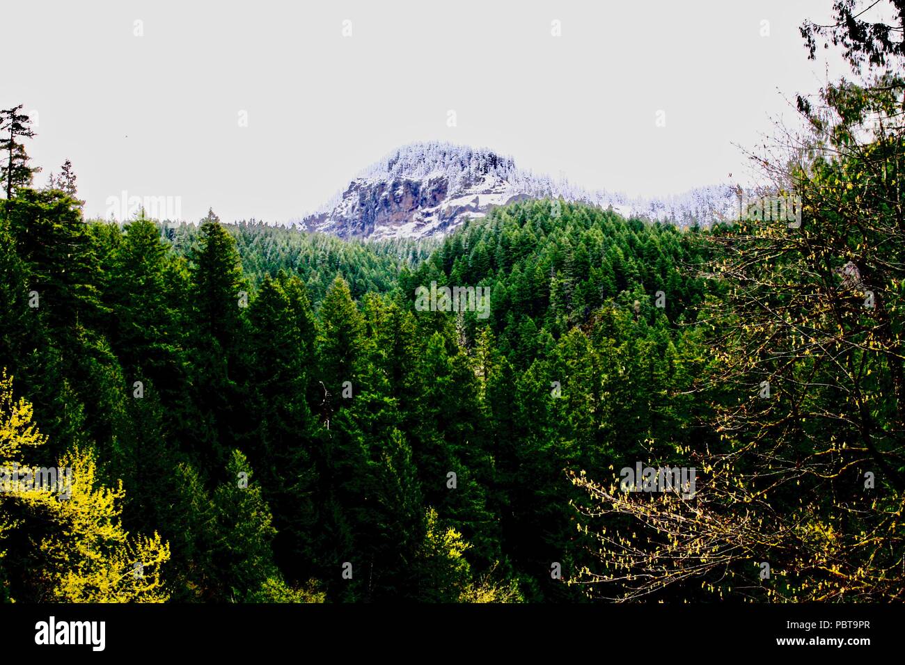 Schneebedeckte Berge, Wald im Vordergrund Stockfoto