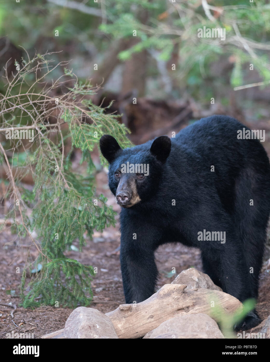 Eine wilde amerikanische Schwarzbär, Ursus americanus, Wandern durch den Wald in den Adirondack Mountains, NY, USA Stockfoto