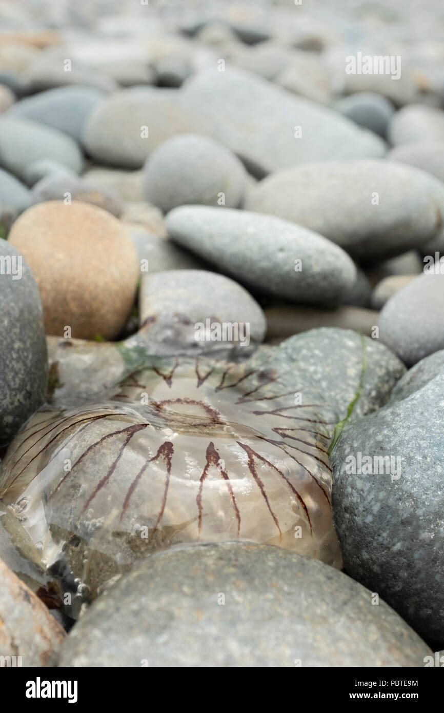 Kompass Quallen Chrysaora hysoscella gewaschen auf einem Kiesstrand in Pembrokeshire, Wales. Stockfoto