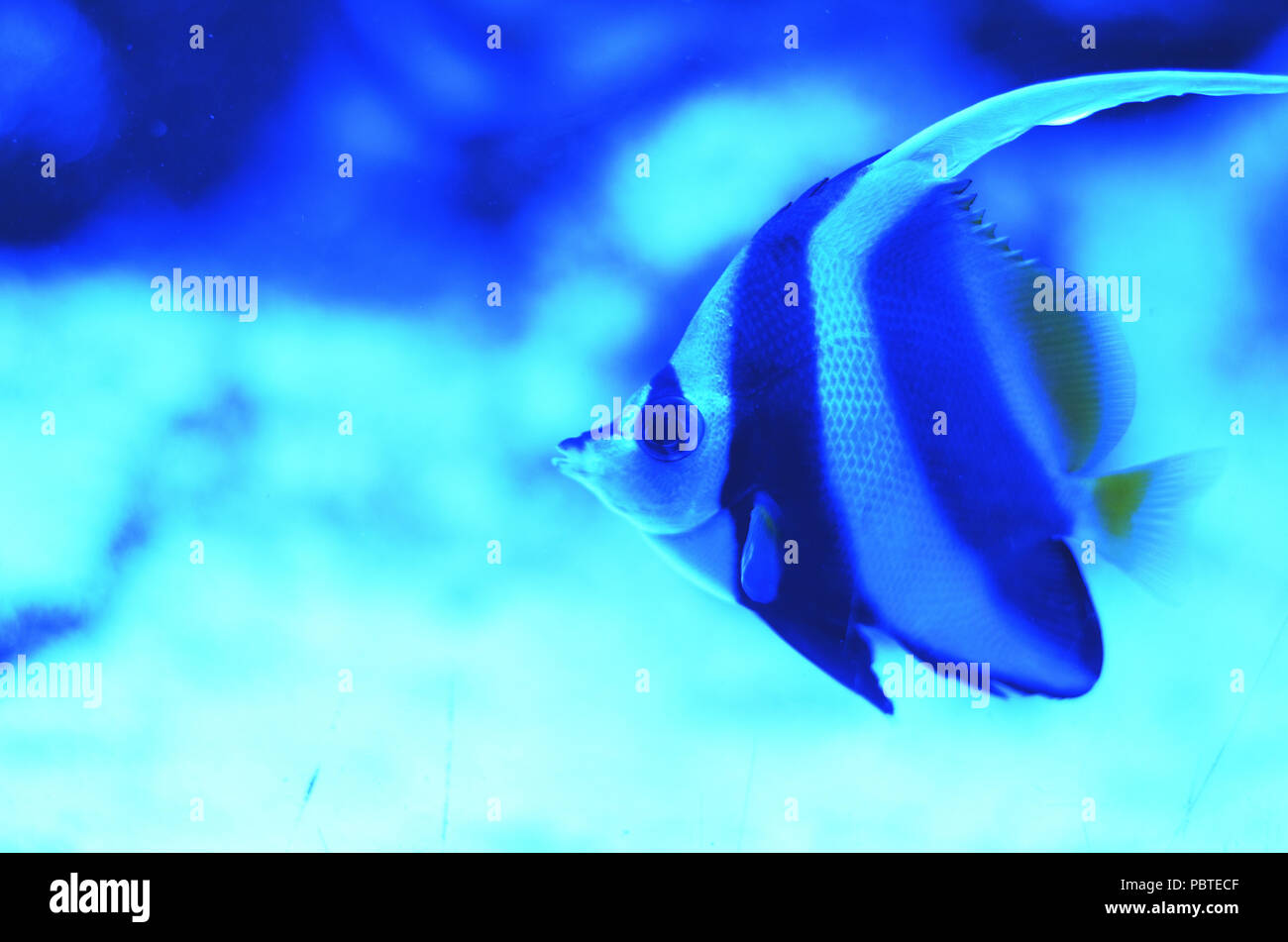Gestreifte Fische mittlerer Größe, schwimmend auf dem Meeresboden zwischen den Steinen und Sand im Blau Stockfoto