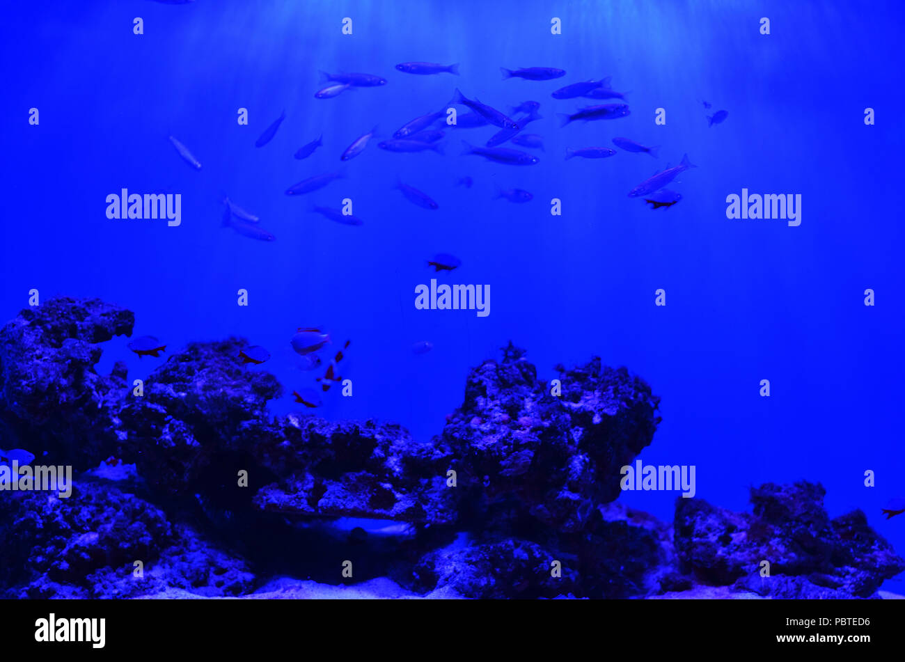 Der Stein liegt auf dem Meeresgrund, Schwärme von Moos, Fische schwimmen im Hintergrund Stockfoto