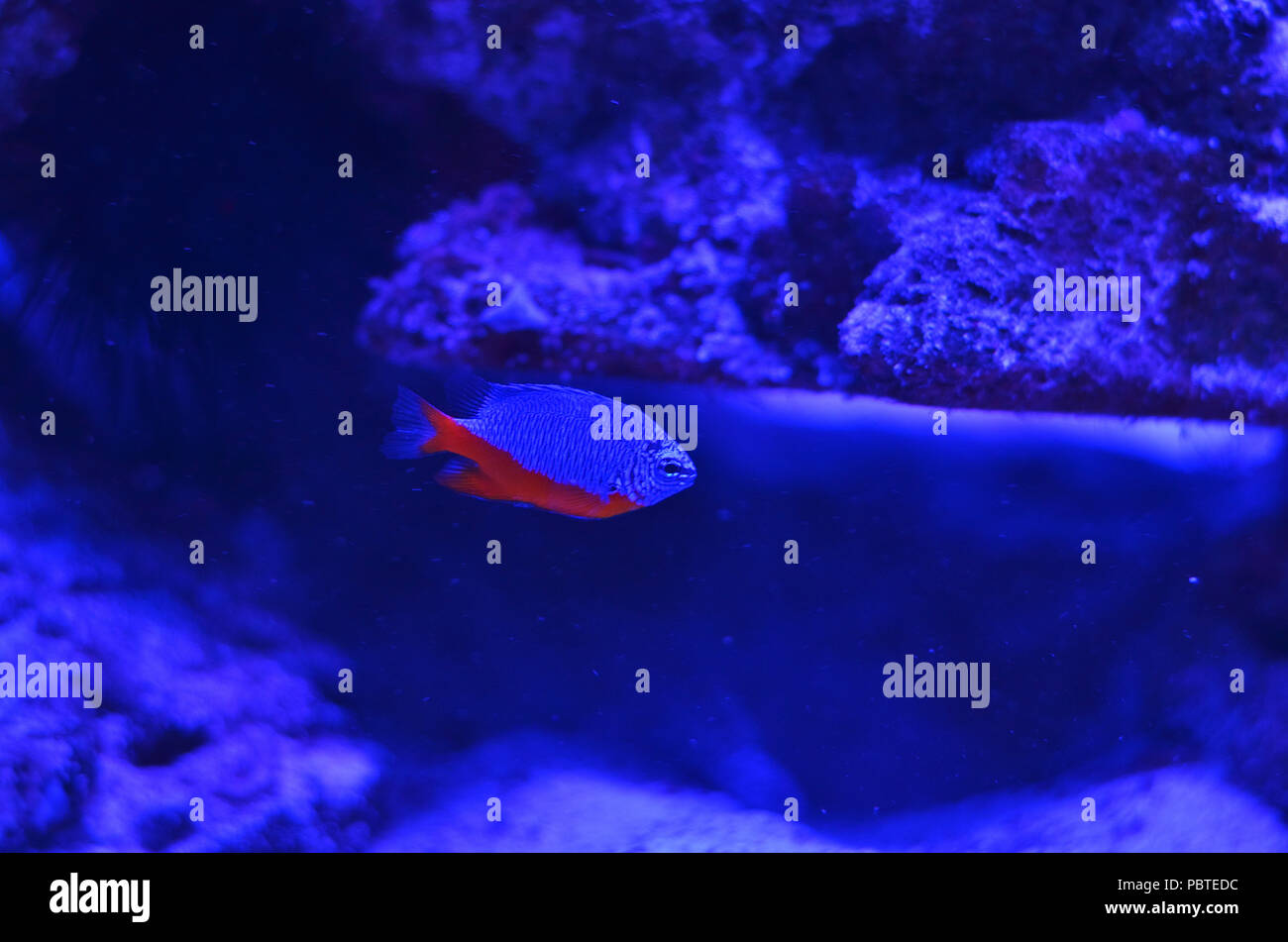 Ein kleiner Fisch mit einem roten Magen und eine Silber zurück Schwimmende hinter den Felsen mit einer Moss auf dem Meeresgrund Stockfoto
