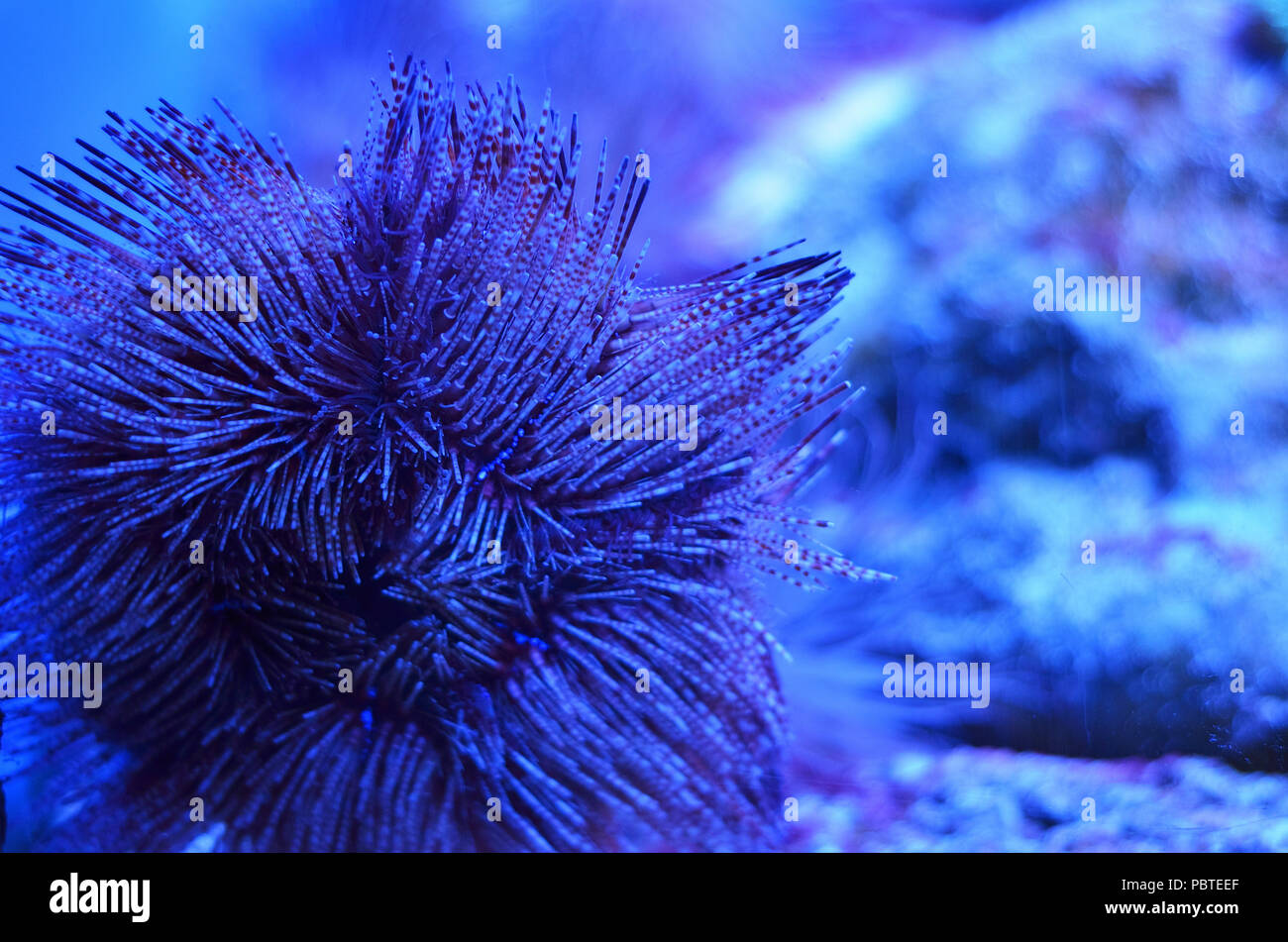 Flauschige Korallen in der Form eines Sterns auf dem Meeresgrund, mit Steinen und Sand gesprüht Stockfoto