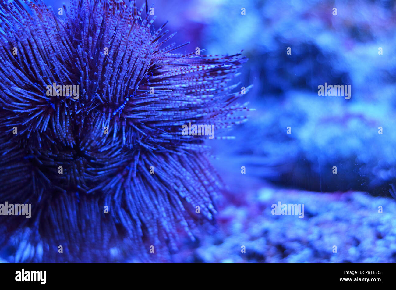 Flauschige Korallen in der Form eines Sterns auf dem Meeresboden, auf den Felsen von geschäumten Moss Stockfoto