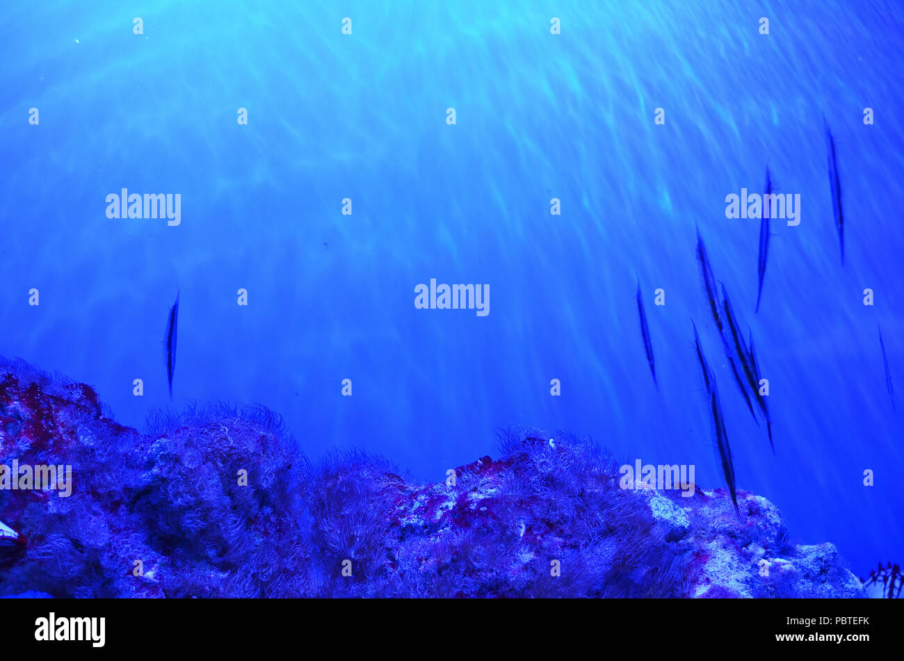 Kleine lange Fische schwimmen im klaren Wasser von Bemoosten Steine an die Oberfläche Stockfoto