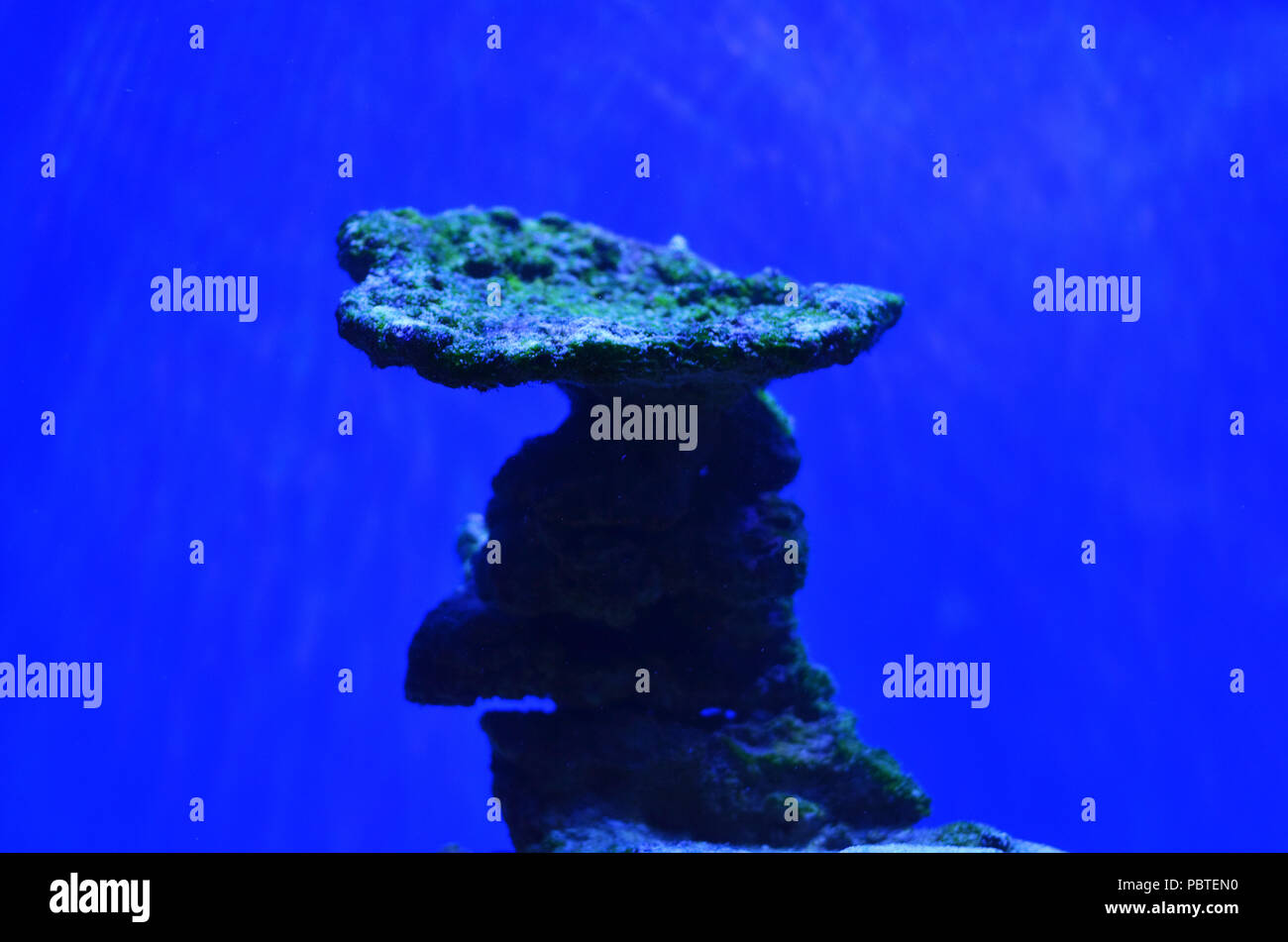 Stein in der Form eines Pilzes mit Moos auf dem Meeresboden in der blauen Wasser bedeckt Stockfoto