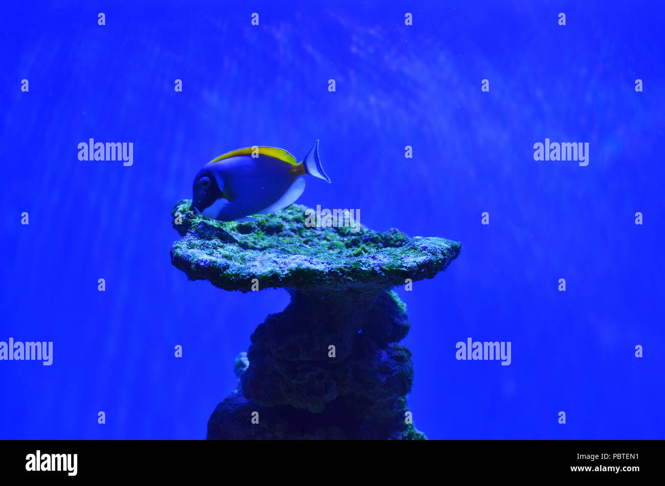 Über einen Stein in der Form eines Pilzes mit Moos schlürfen einen Fisch auf dem Meeresboden in blauen Wasser bedeckt Stockfoto