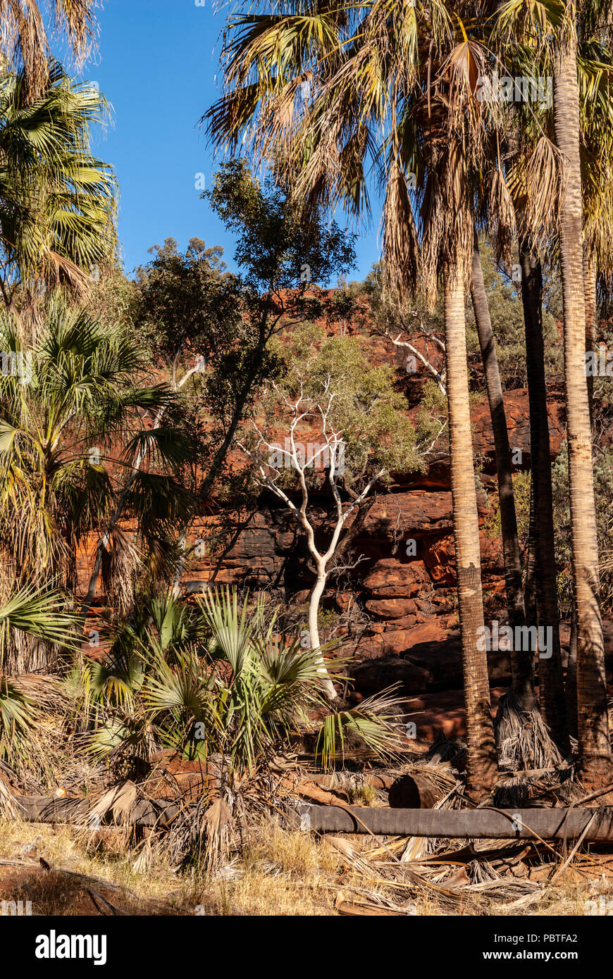 Das Palm Valley, Finke Gorge National Park in Northern Territory, Australien Stockfoto