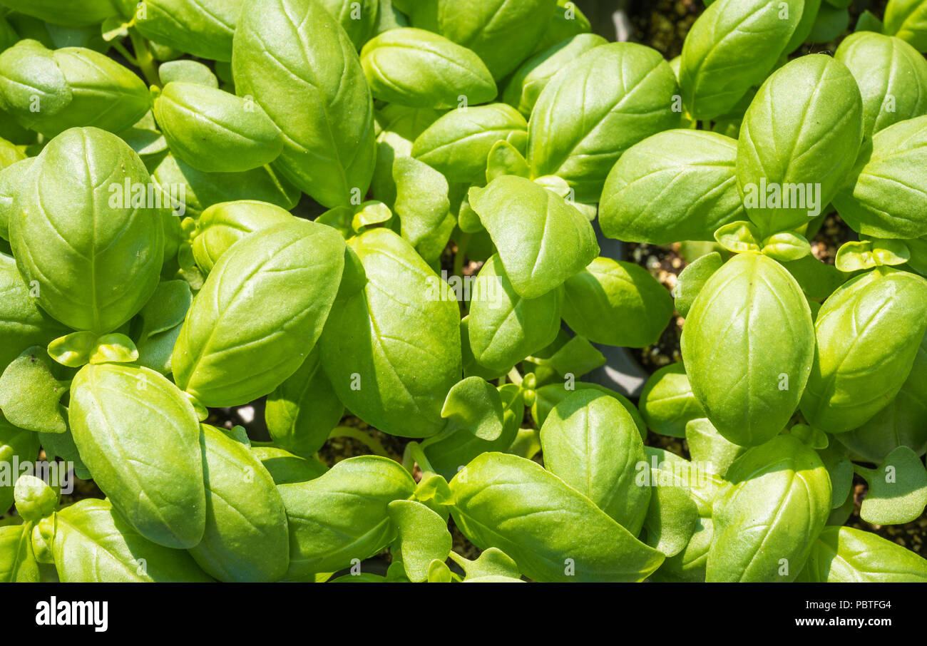 Basilikum Sämlinge, grünen Sämling aromatische herp (Ocimum basilicum) Stockfoto