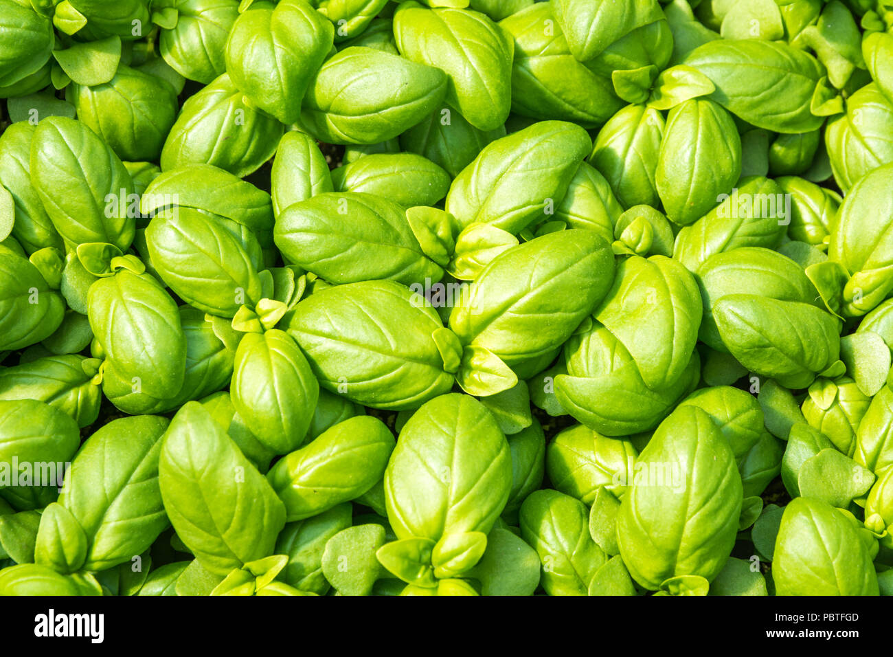 Basilikum Sämlinge, grünen Sämling aromatische herp (Ocimum basilicum) Stockfoto
