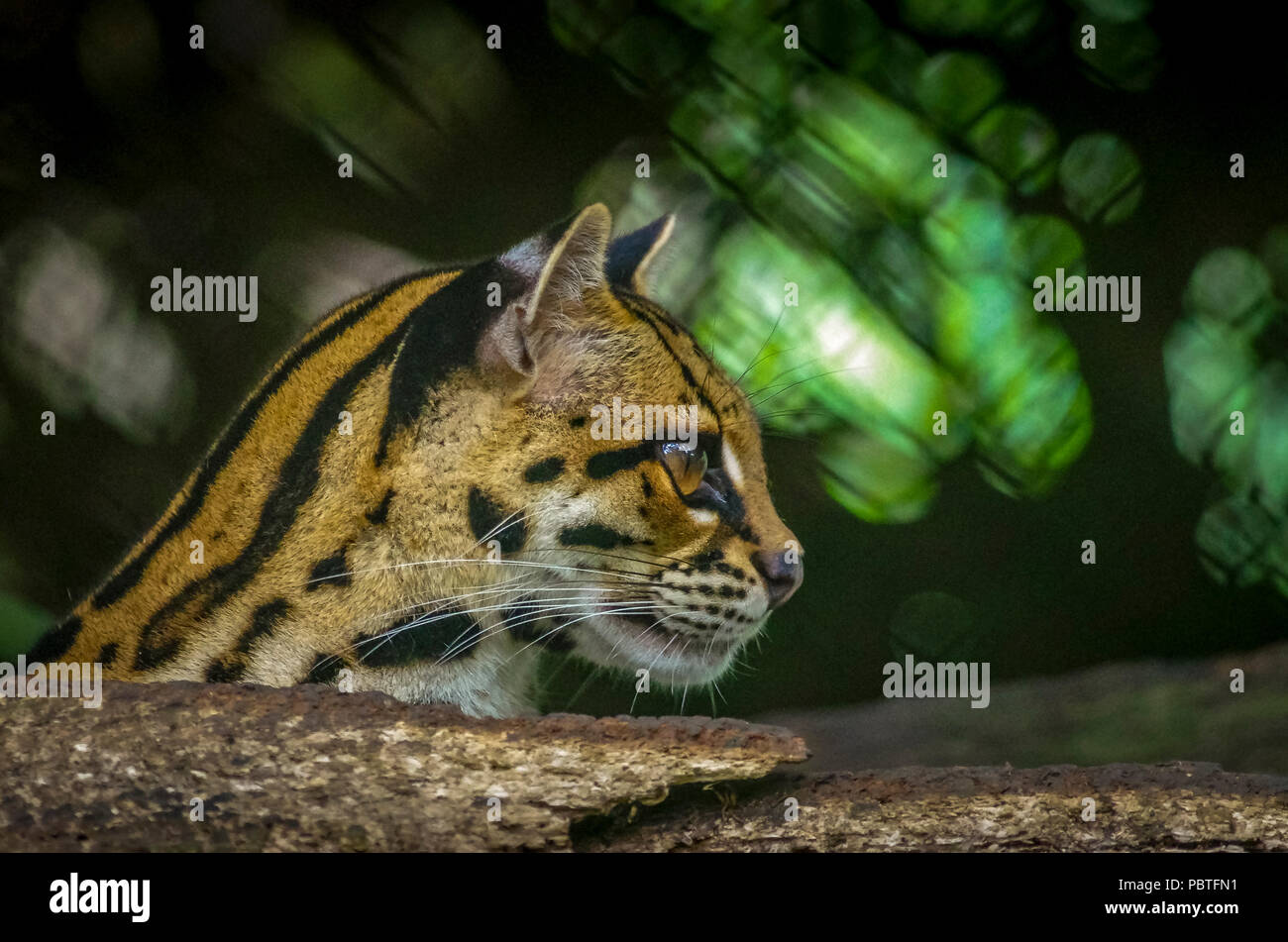 Wildkatze Ozelot (Leopardus pardalis) Bild in Panama genommen Stockfoto