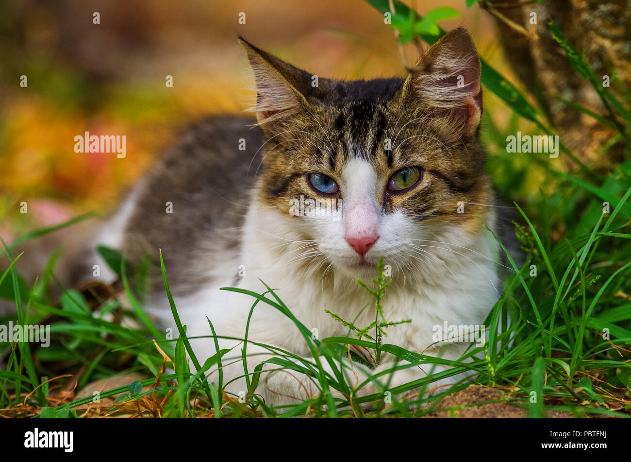 Schöne Katze mit ein blaues und ein grünes Auge Stockfoto
