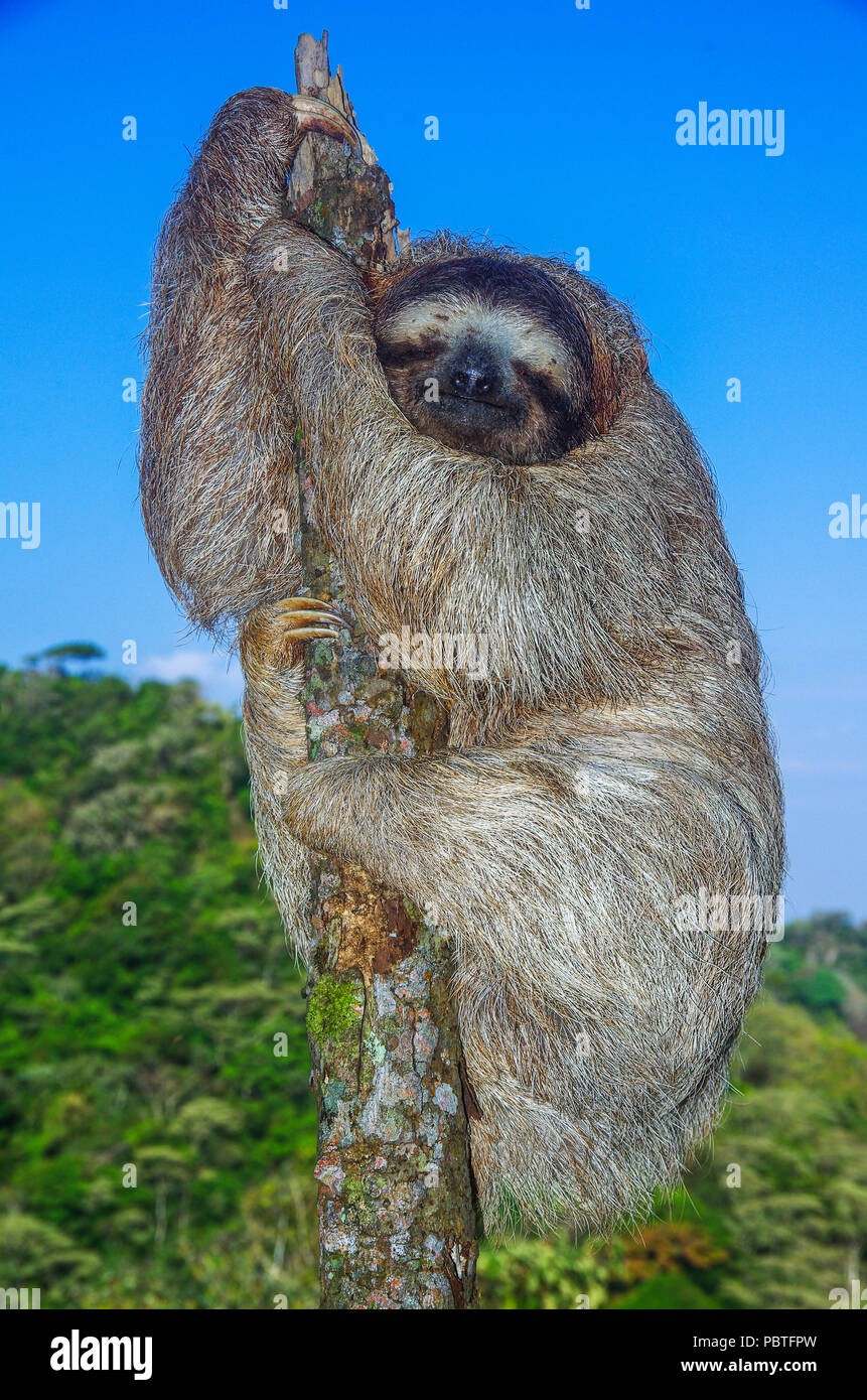 3 toed Sloth auf einem toten Baum Stockfoto