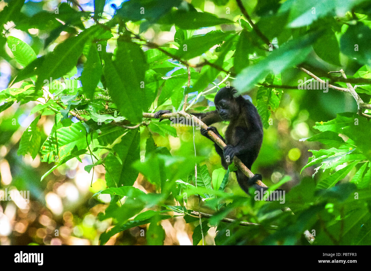 Baby Brüllaffen allein in einem großen Baum Stockfoto