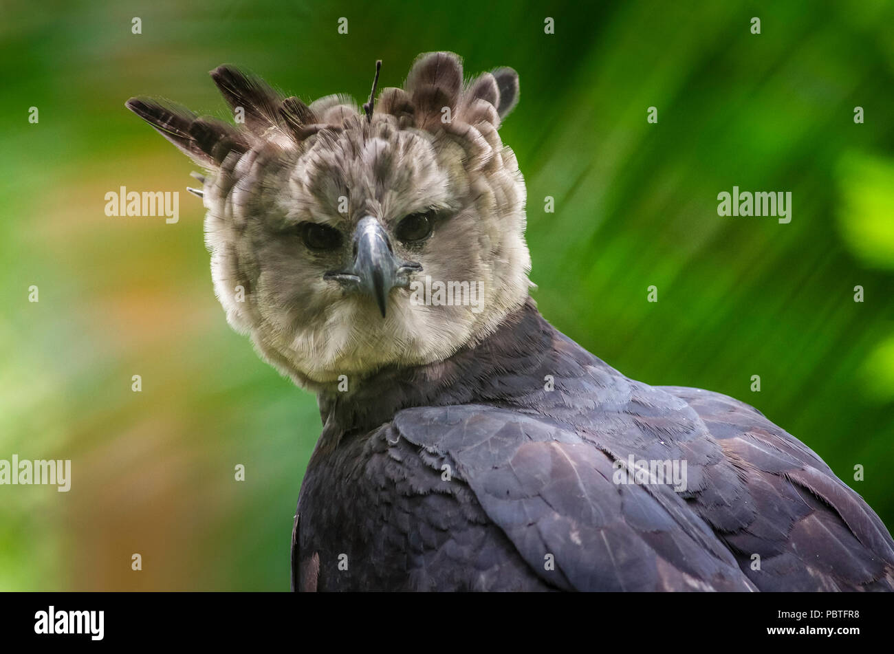 Harpyie panamas Nationalvogel Stockfoto