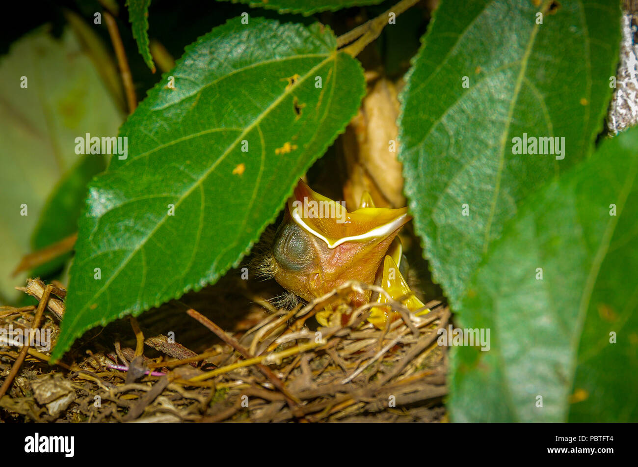 Baby Vogel sein Nest mit Mund weit geöffnet Warten auf das Essen Stockfoto