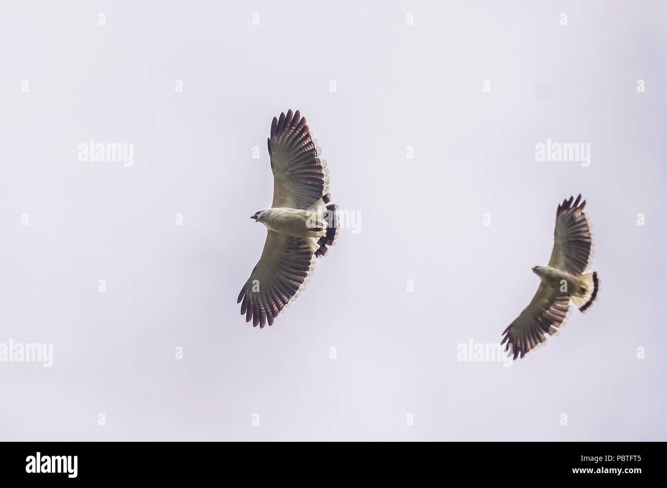 2 weißen Falken in Flug BIF in der Himmel klar Hintergrund Stockfoto