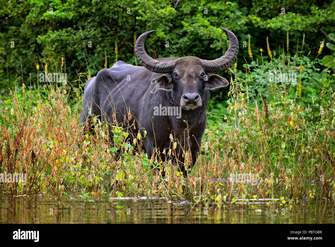 Sri Lanka wilde Büffel - Bubalus arnee migona, große Säugetier aus Sri Lankan Sümpfen und Wiesen. Stockfoto
