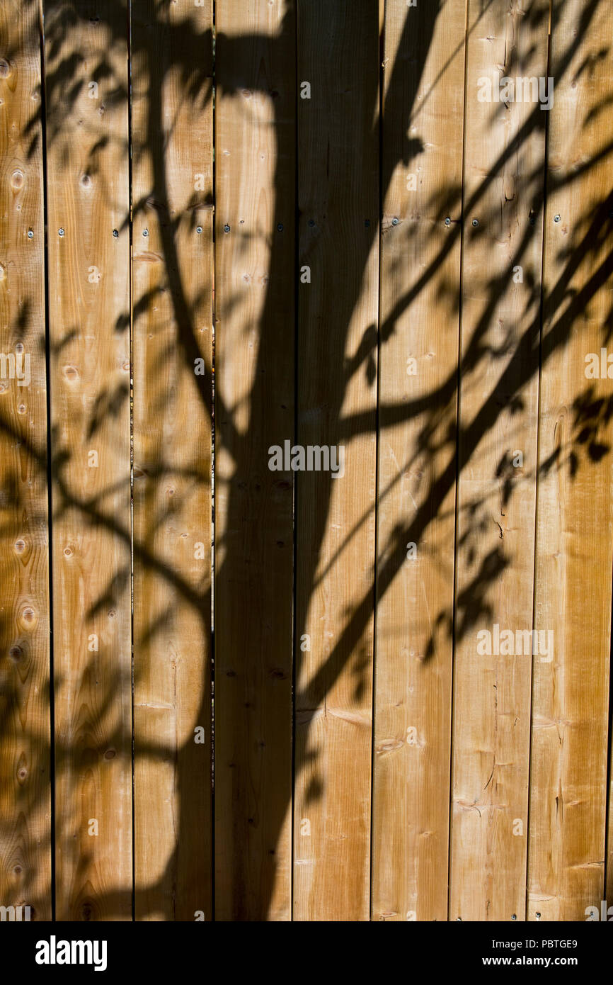 Schatten der Baum auf Holz Bretter Stockfoto