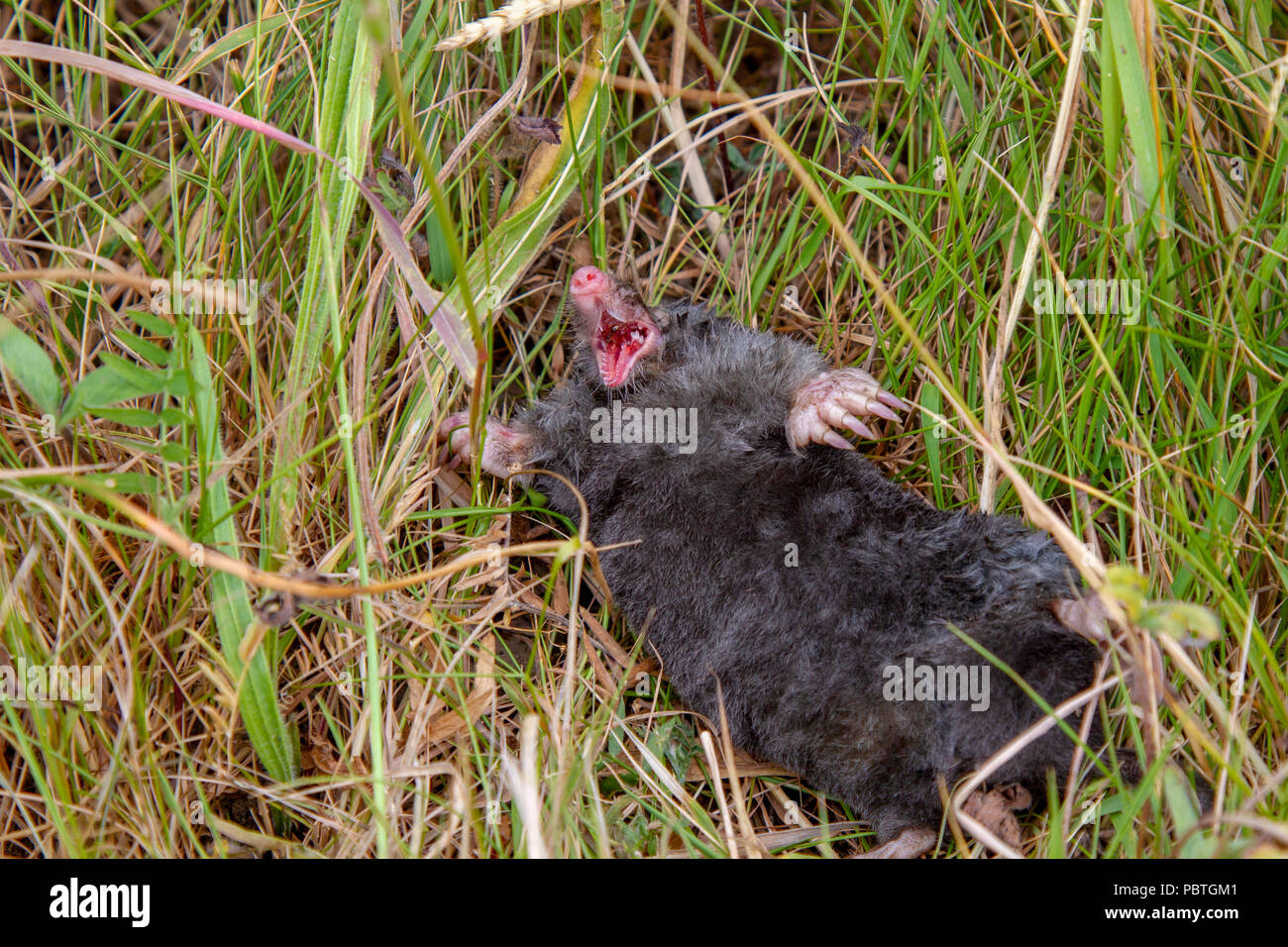 Tot Europäische Maulwurf Stockfoto