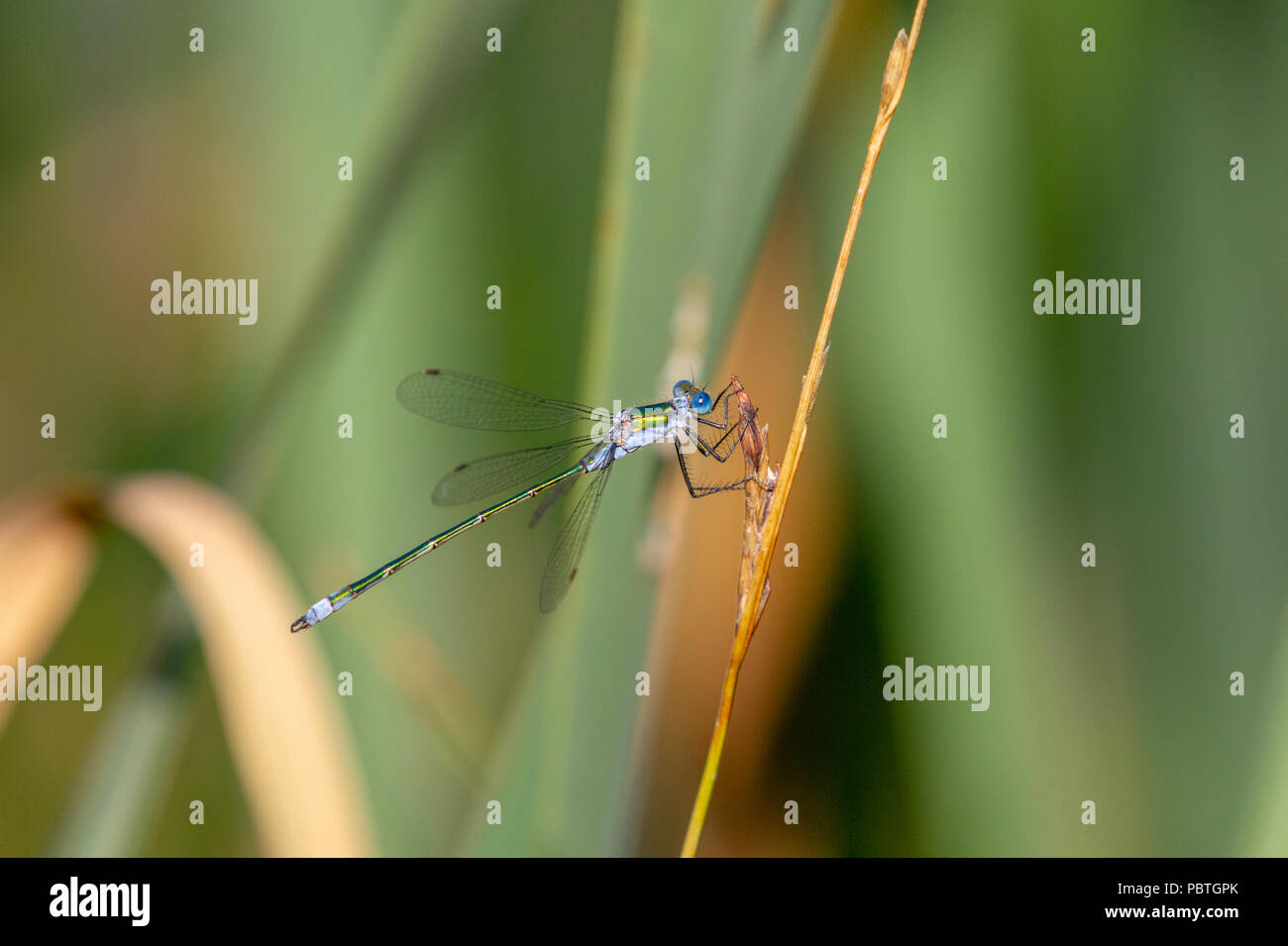 Emerald damselfly zur Stammzellenforschung Stockfoto