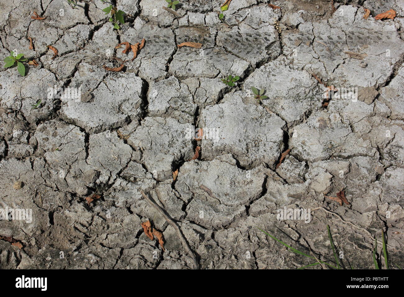 Stark getrockneter, rissiger, gewellter Schlamm und Schlammrisse. Stockfoto