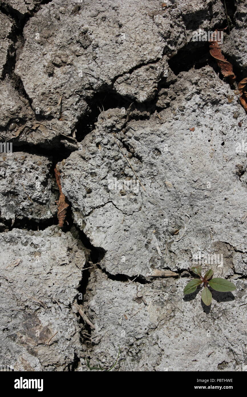 Stark getrockneter, rissiger, gewellter Schlamm und Schlammrisse. Stockfoto