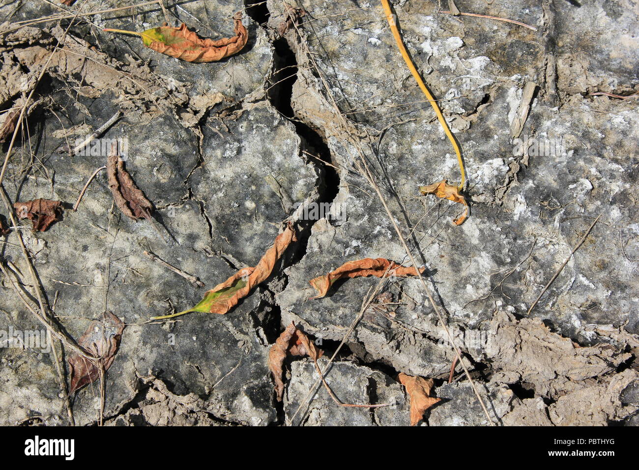 Stark getrockneter, rissiger, gewellter Schlamm und Schlammrisse. Stockfoto