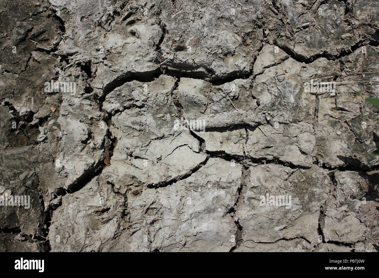 Stark getrockneter, rissiger, gewellter Schlamm und Schlammrisse. Stockfoto