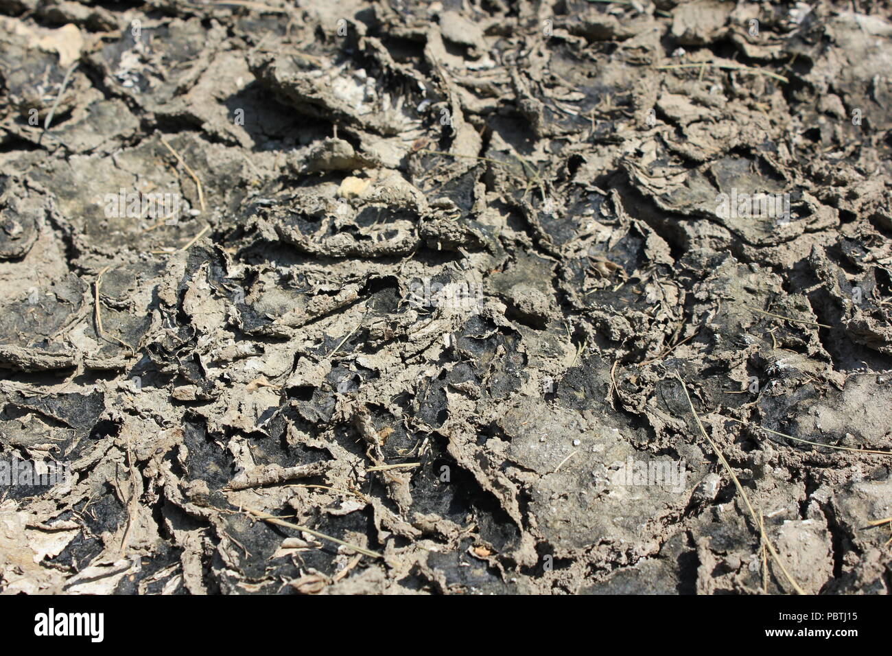 Stark getrockneter, rissiger, gewellter Schlamm und Schlammrisse. Stockfoto