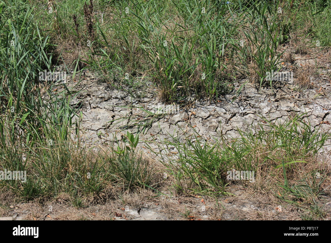 Stark getrockneter, rissiger, gewellter Schlamm und Schlammrisse. Stockfoto