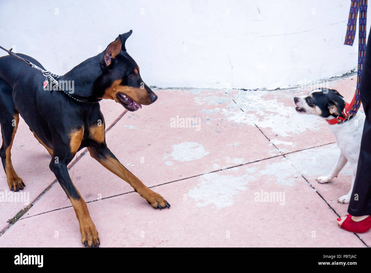 Miami Beach Florida, Hunde, Hunde, Begegnung, Dobermann Welpen, Terrier, Tiere, Ansatz, Leine, Verhalten, knurren, Besucher Reisen tou Stockfoto