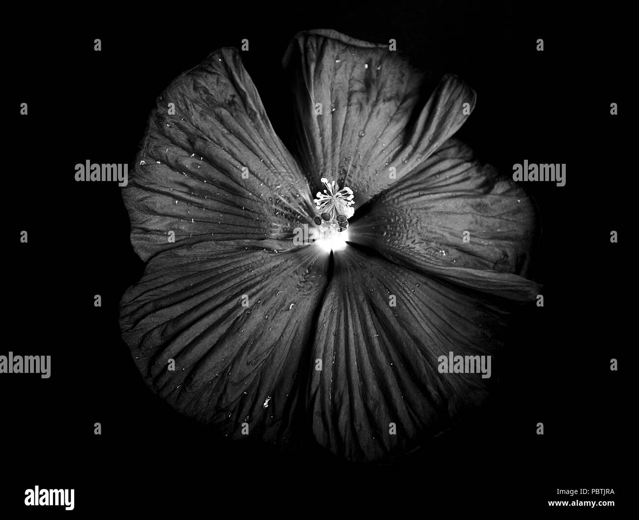 Hibiskus - Schwarz und Weiß Stockfoto