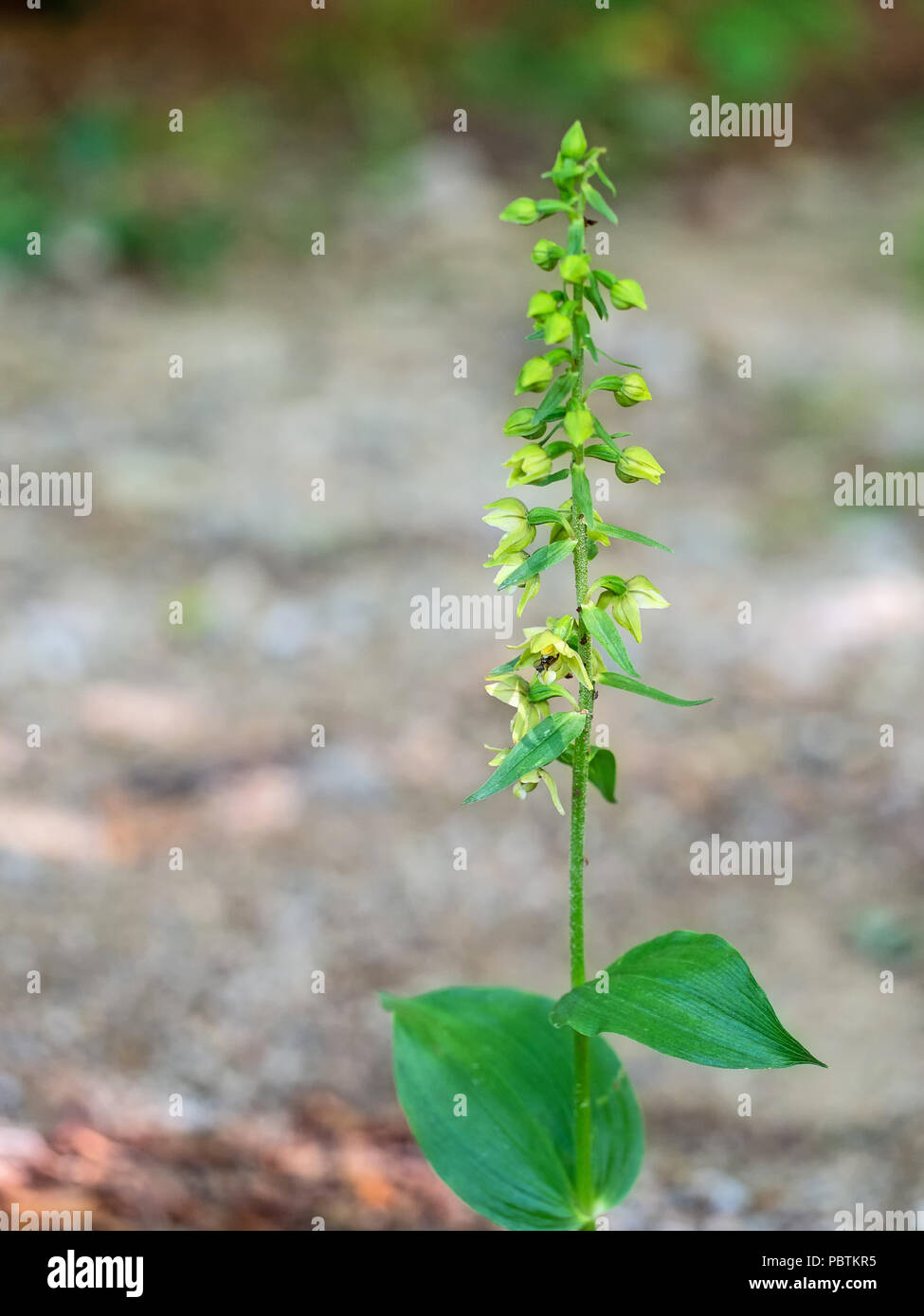 Epipactis Helleborine, die Breite-leaved Helleborine, eine Terrestrische Arten der wilden Orchidee. Stockfoto